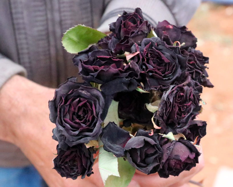 Black rose halfeti_roots revealed podcast