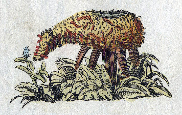 A Plant That Grows Lambs? The Bizarre Medieval Legend of the Vegetable Lamb of Tartary