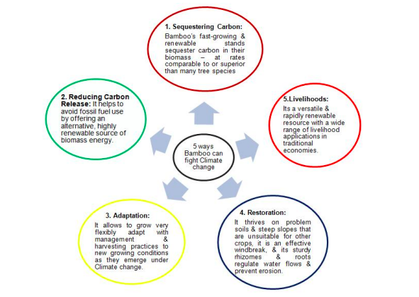 Bamboo in climate change