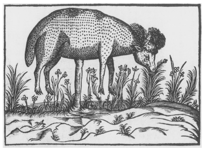 Portrait of Scythian Lamb of Tartary (1605)_the peculiar herbarium_roots revealed