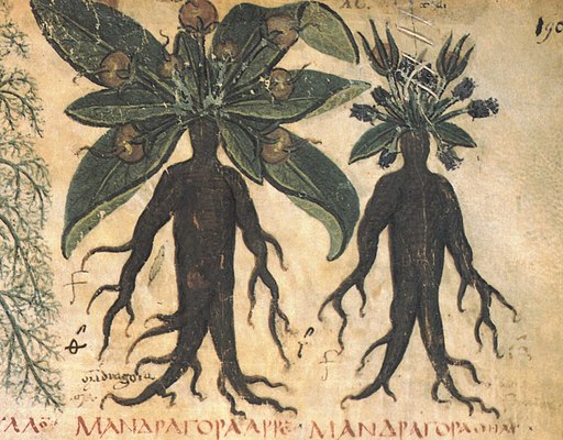 materia medica mandrake roots revealed