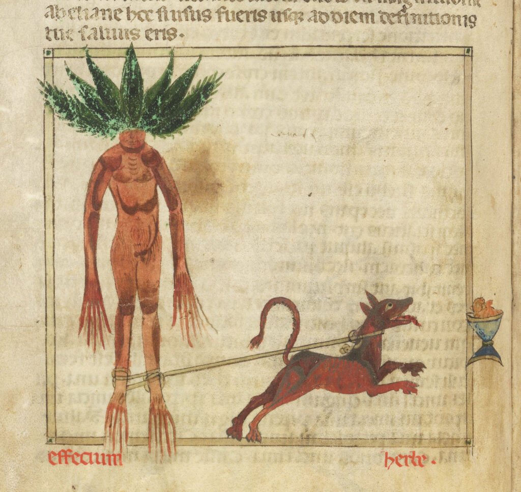 mandrake folklore dog roots revealed
