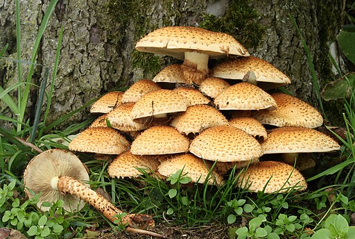 Mushroom with teeth the peculiar herbarium