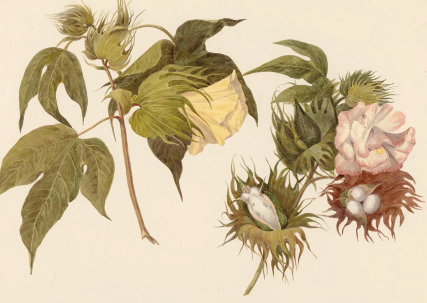 cotton root bark indigenous women roots revealed