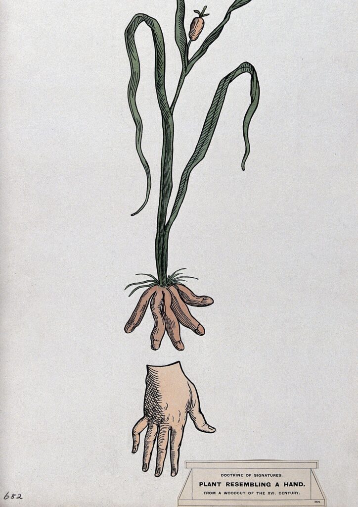 Doctrine of Signatures hands roots revealed podcast peculiar herbarium