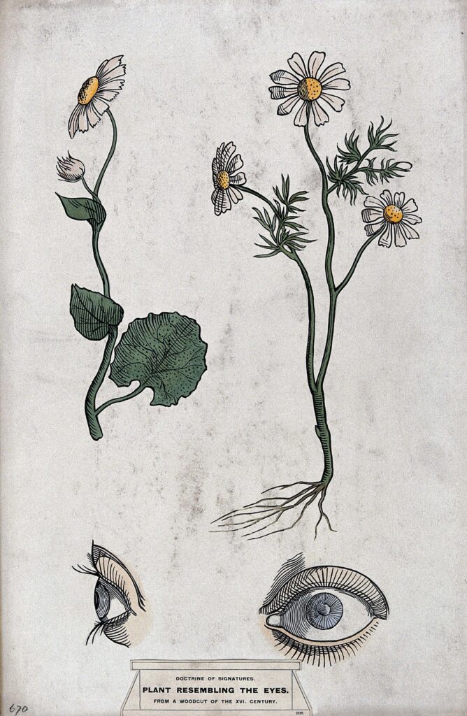 Doctrine of Signatures eyes roots revealed podcast peculiar herbarium