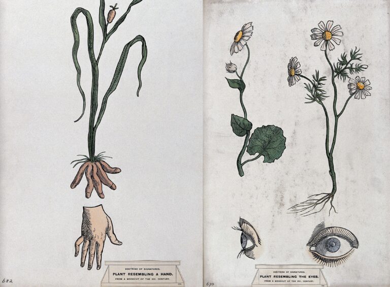 doctrine of signatures roots revealed podcast