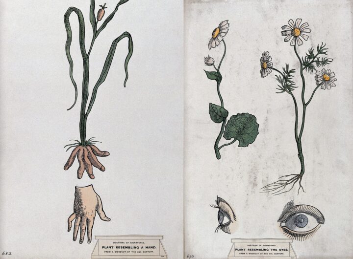 Doctrine of Signatures: Strange Medieval Medicinal Belief That Sometimes Worked