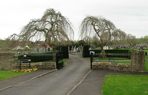 Weeping willows roots revealed