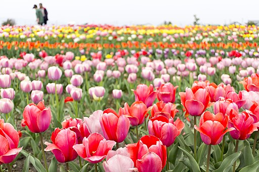 TUIPS IN FIELD ROOTS REVEALED PODCAST