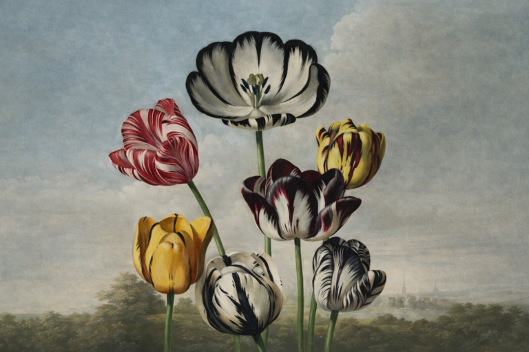 tulips roots revealed podcast