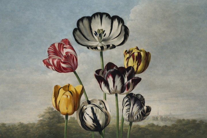 tulips roots revealed podcast