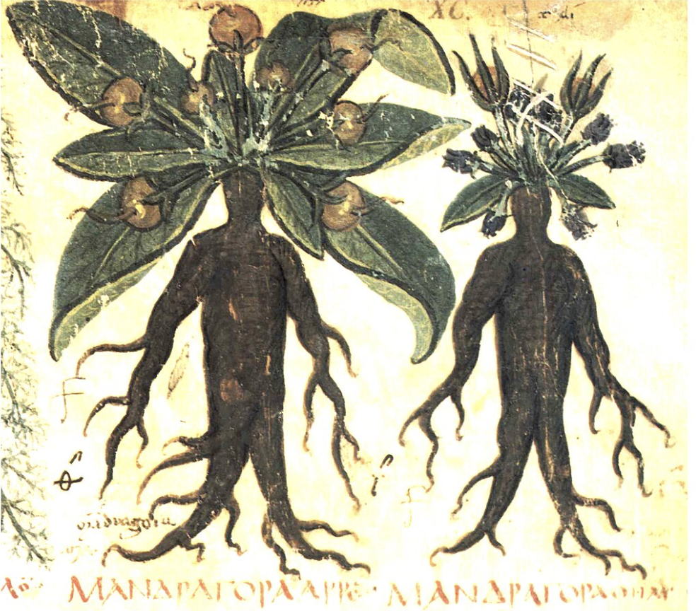 mandrake aphrodisiac roots revealed podcast