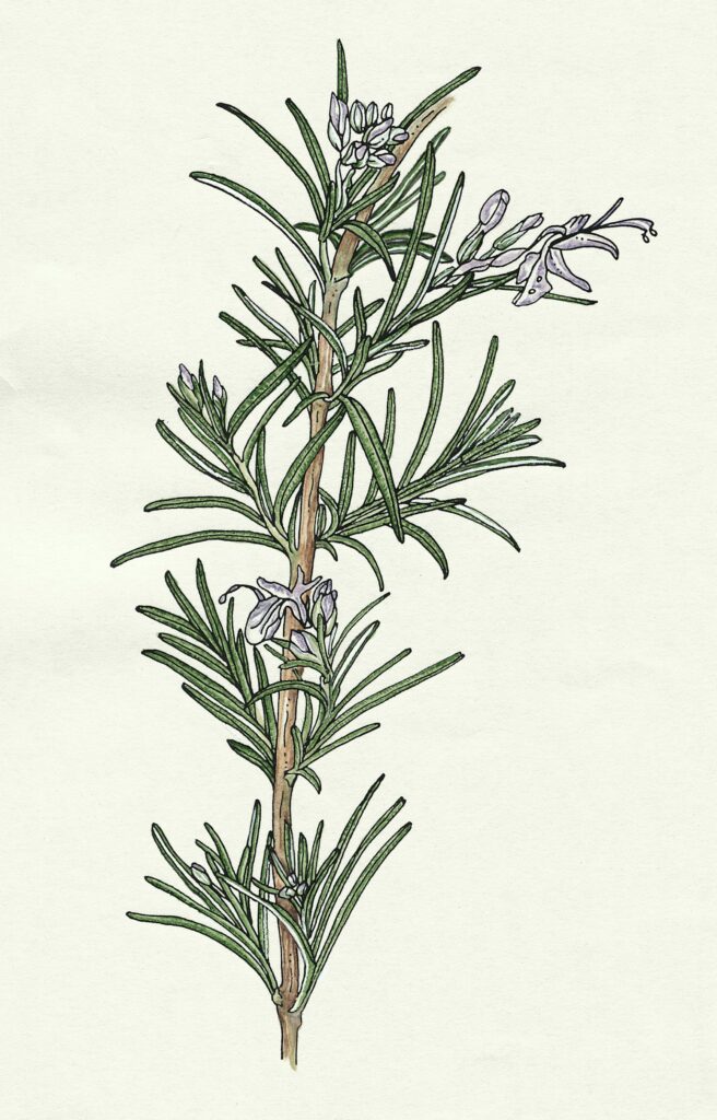 rosemary sprig
