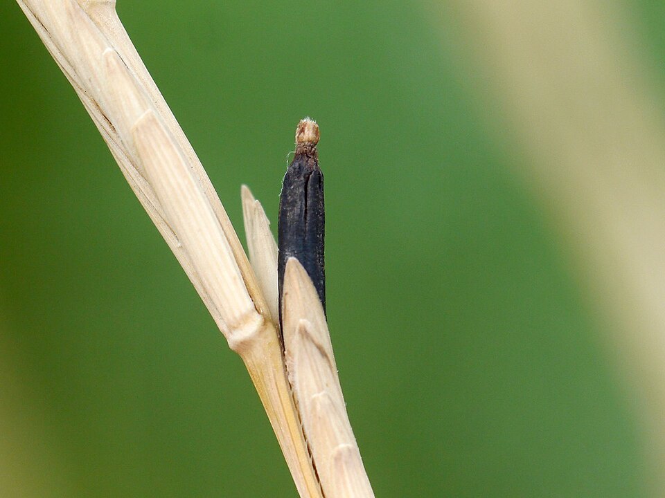 claviceps purpurea ergot